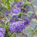 Buddleja - Albero delle farfalle