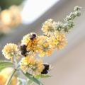 Buddleje gialle