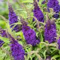 Buddleje con fiori malva, viola o porpora