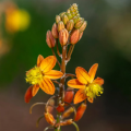 Bulbine - Fiore di serpente