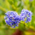 Ceanothus primaverili