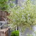 Ceanothus da vaso