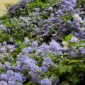 Ceanothus rustici