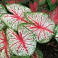 Caladium