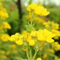 Calceolaria