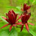 Calycanthus