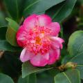 Camelia autunnale