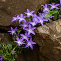 Campanule per giardini rocciosi e muretti