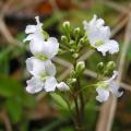 Cardamine