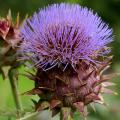 Cardoon