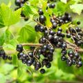 Ribes nero