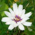 Catananche