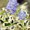 Ceanothus sempreverdi