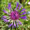 Centaurea - Fiordaliso