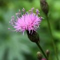 Fiordalisi - Centauree a fiori rosa