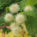 Cephalanthus