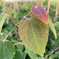 Cercidiphyllum - Albero del caramello