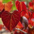 Cercis - Albero di Giuda