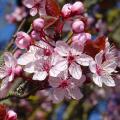 Ciliegio ornamentale (Prunus)