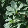 Querce (Quercus)