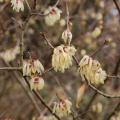 Chimonanthus - Calicanto d'inverno