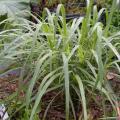 Verbena limonina