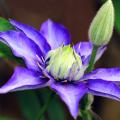 Clematis blu