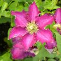 Clematis rosa