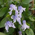 Clematis con fiori a campana