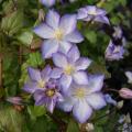 Clematis a fiore singolo