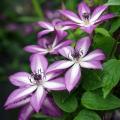 Clematis a fioritura autunnale