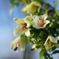 Clematis a fioritura invernale