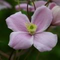 Clematis a fioritura primaverile