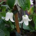 Clematis campanelle