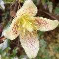 Clematis cirrhosa