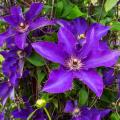 Clematis jackmanii