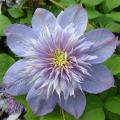 Clematis patens