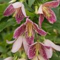 Clematis sempreverde