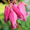 Dicentra - Cuor di Maria