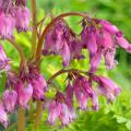 Dicentra rosa