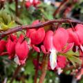 Dicentra rosse