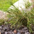 Conifere da giardino roccioso