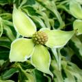 Cornus da fiore