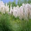 Cortaderia - Erba della pampa