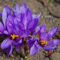 Crocus zafferano - Crocus sativus