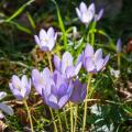 Crocus a fioritura autunnale