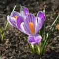 Crocus primaverili