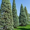 Cipresso - Cupressus