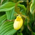 Cypripedium - Scarpetta di Venere