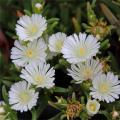 Delosperma bianchi